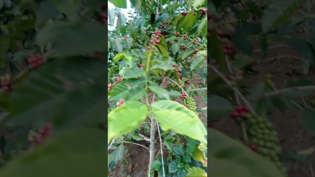 kopi tim tim