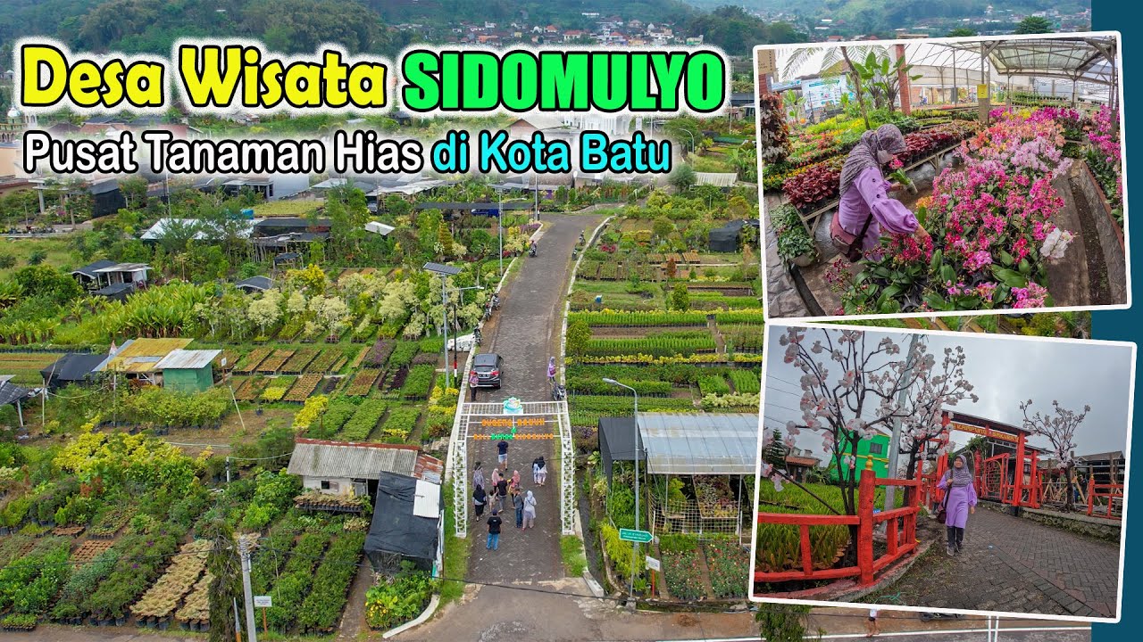 Desa Wisata Sidomulyo I Pusat Tanaman Hias di Kota Batu I Tahun 2022