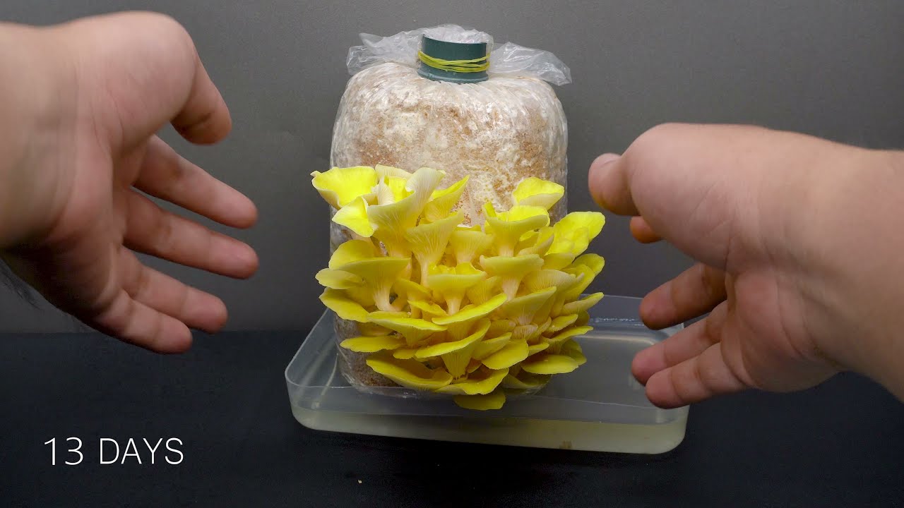 Growing Golden , Grey Oyster Mushrooms - Time Lapse