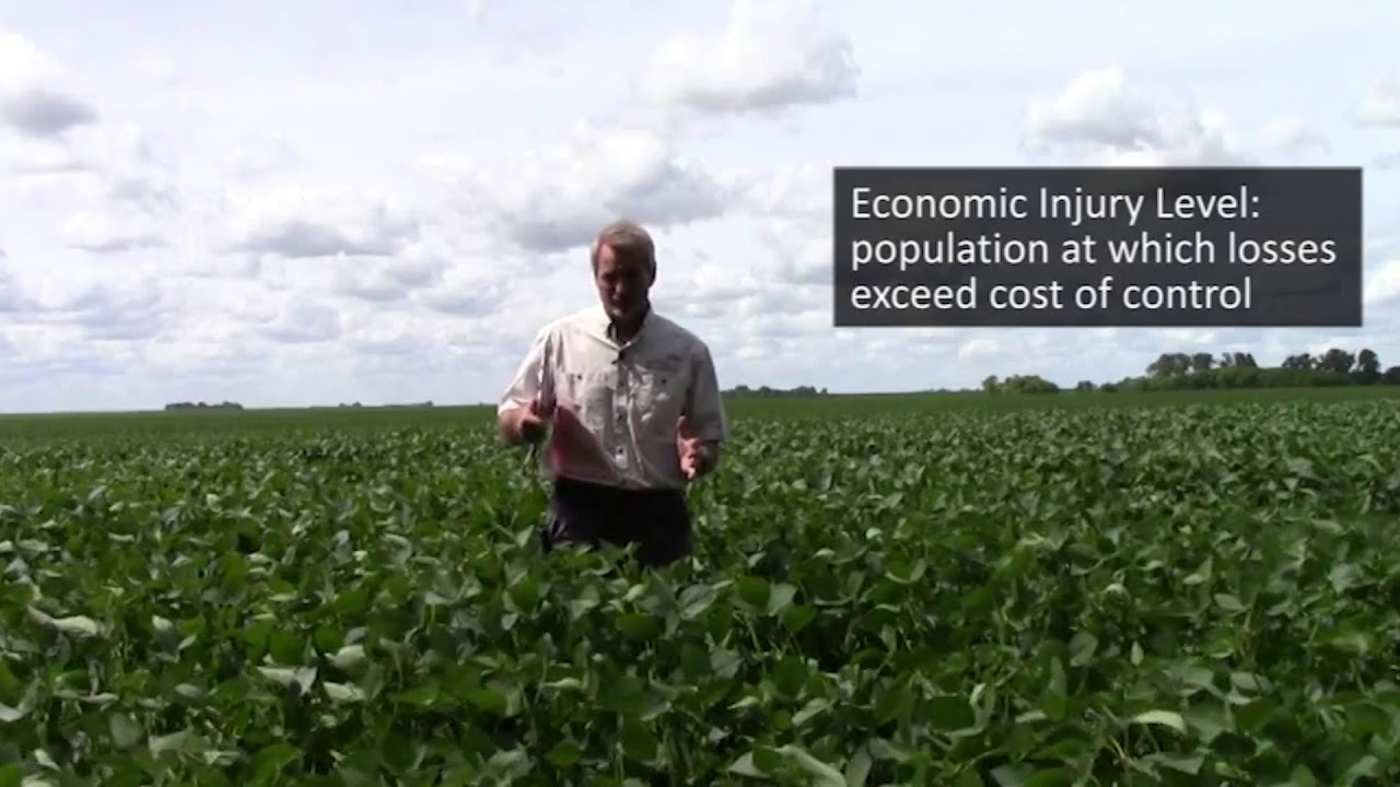 Soybean Aphids Economic Threshold
