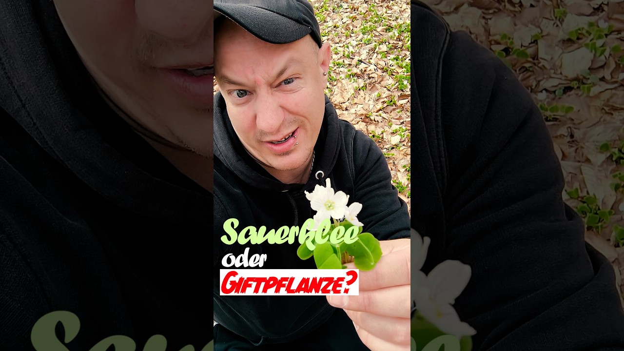 Sauerklee oder Giftpflanze? Sauerklee richtig bestimmen