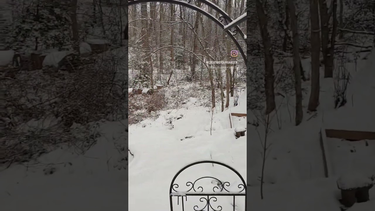 Garden project coming to a halt because of the snow, planning continues inside #gardentranformation