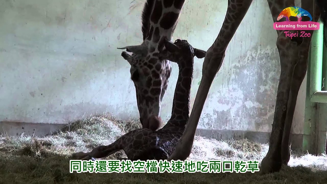 資深媽媽很給力—長宵順利生寶寶 Newborn Baby Giraffe Gets TLC From His Mother