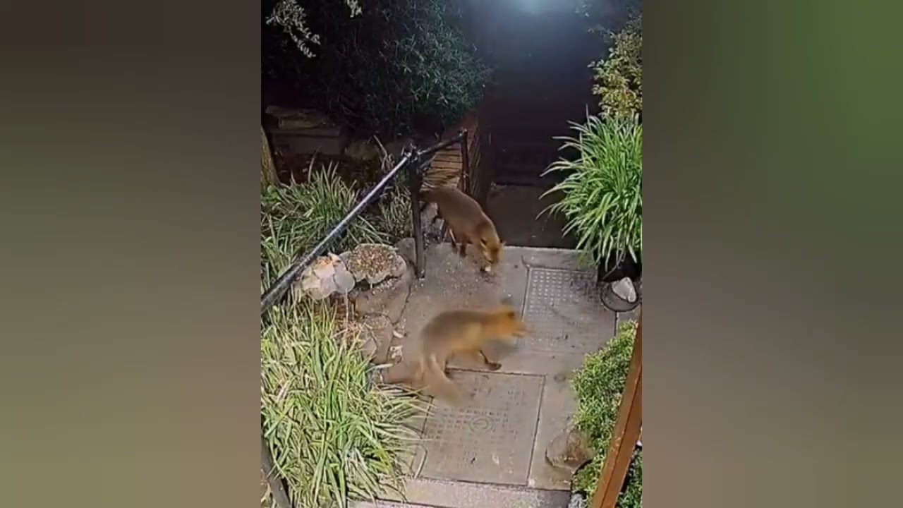 Our very own urban wildlife - part five