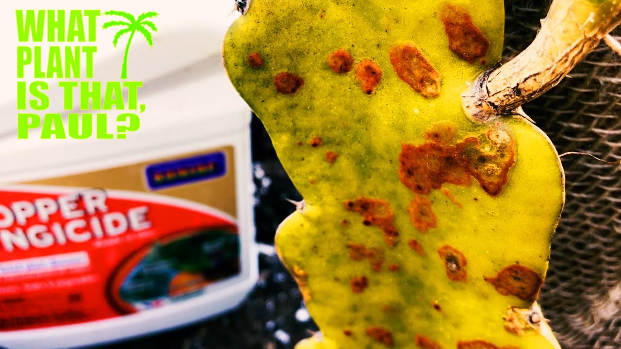 RUST on Your DRAGON FRUIT? ( Treat it or Leave it )