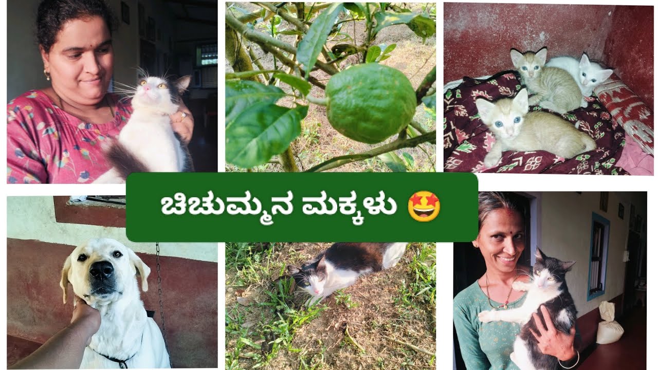 ಯಾಕೆ ನನ್ನ ವಿಡಿಯೋ ಇಲ್ಲಾ...?😰ನನ್ನ ಪುಳ್ಳಿಗಳನ್ನು ನೋಡೋಕೆ ಅಚ್ಚು ಮನೆಗೆ ಹೋಗಿದ್ದೆ 
