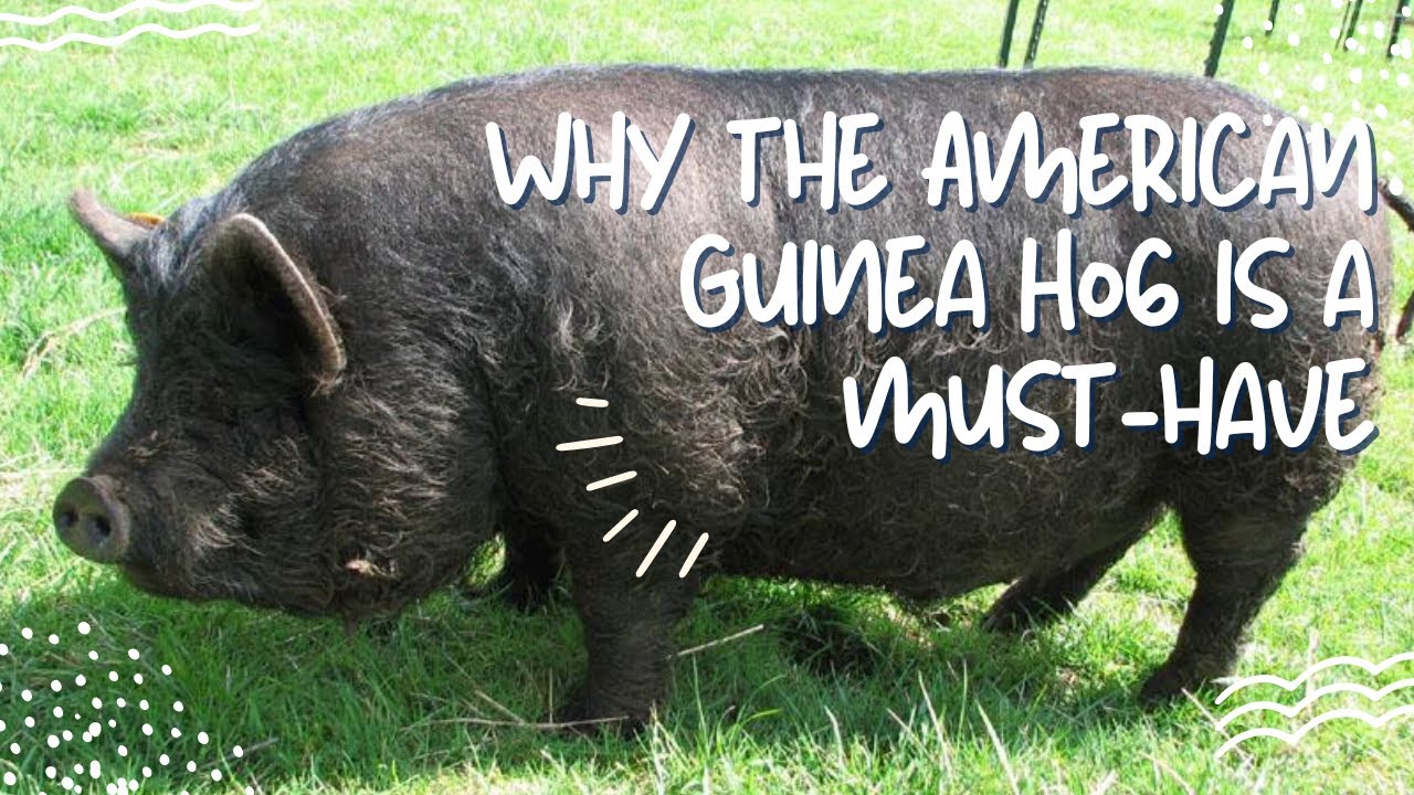 Why the American Guinea Hog is a must-have