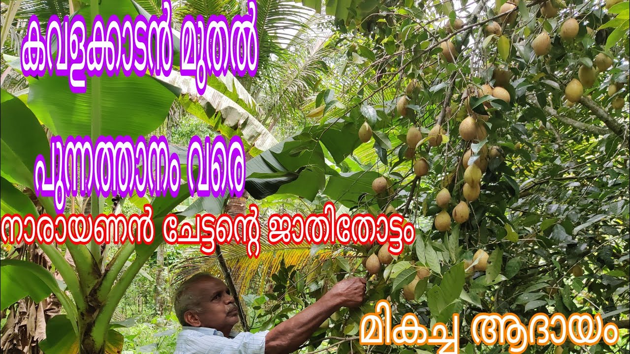 Nutmeg Kavalakkadan to Punnathanam#antony muniyara VIogs