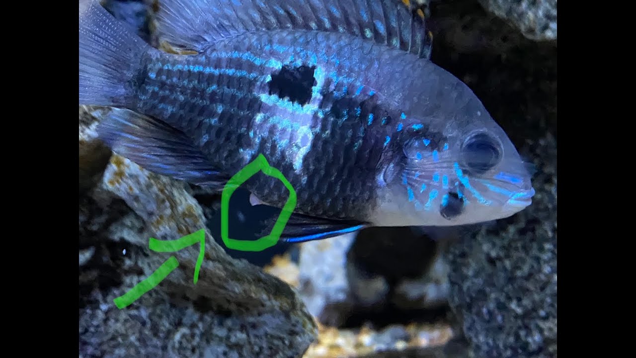 Green terror breeding and fry development 💪💪