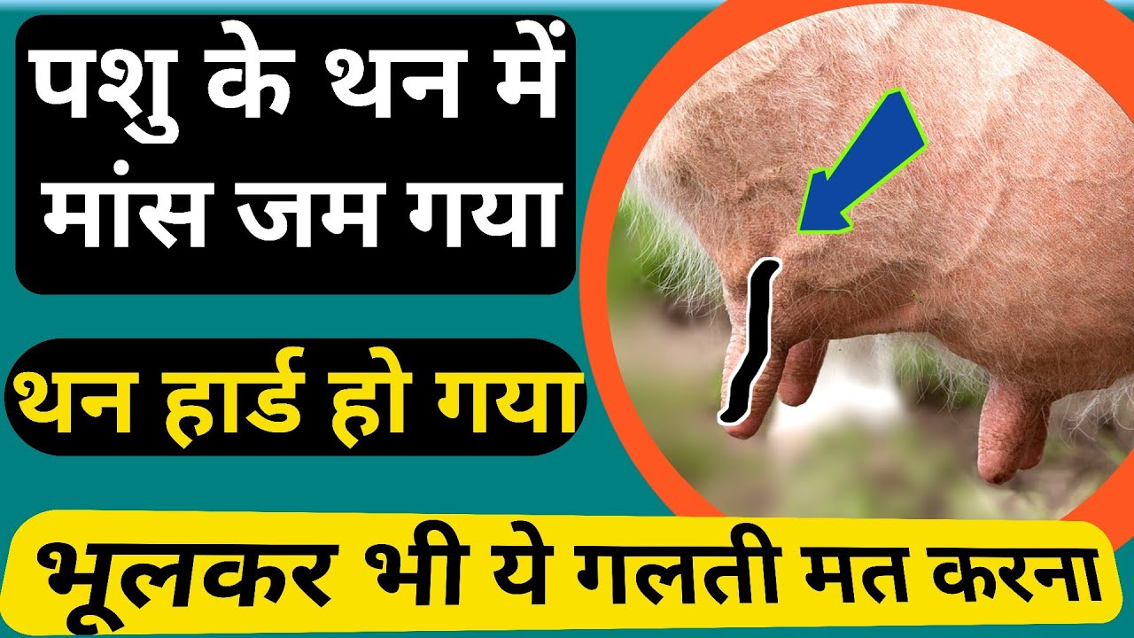 एक थन में Fibrosis बन गया क्या करें?Teat fibrosis | mastitis in cattle | fibrosis mastitis treatment