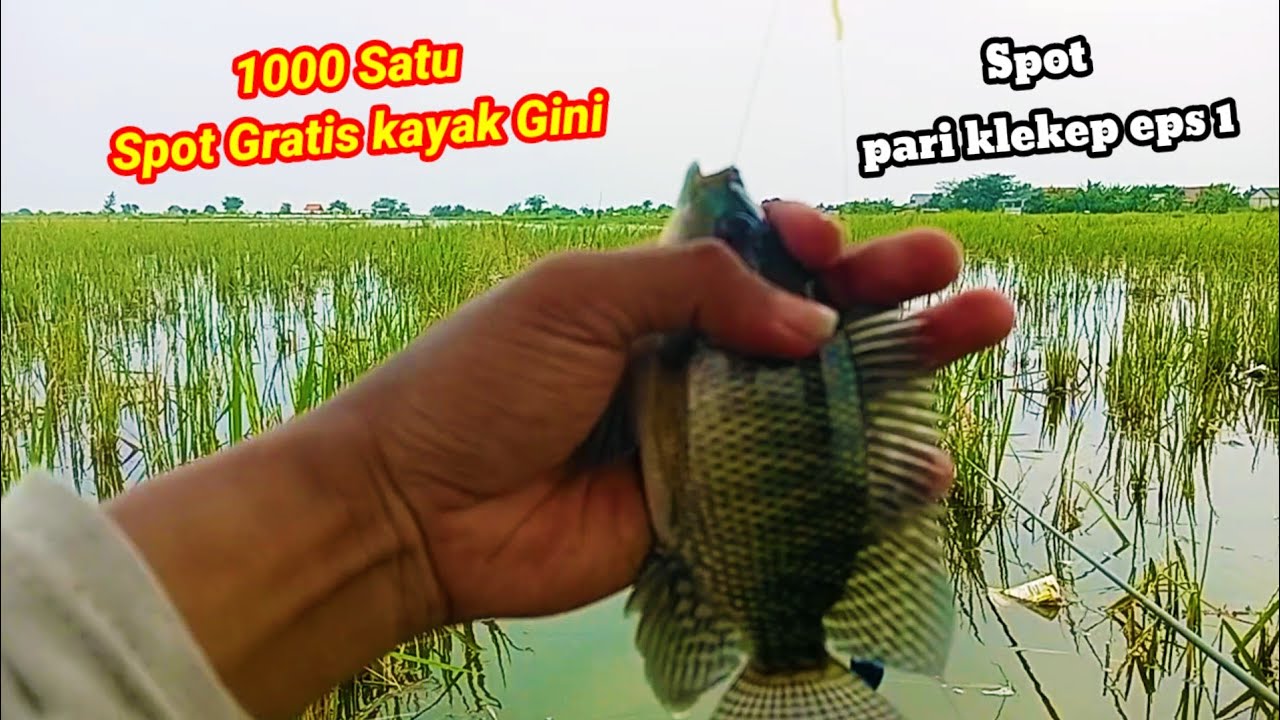 Mancing nila semudah ini‼️  spot sawah pari klelep Kendal doyong Sidoarjo eps 1
