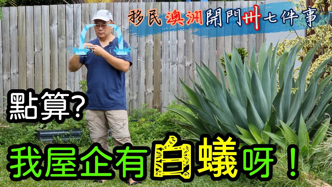 【361】點算? 我屋企有白蟻呀！|香港人移民澳洲生活實況｜