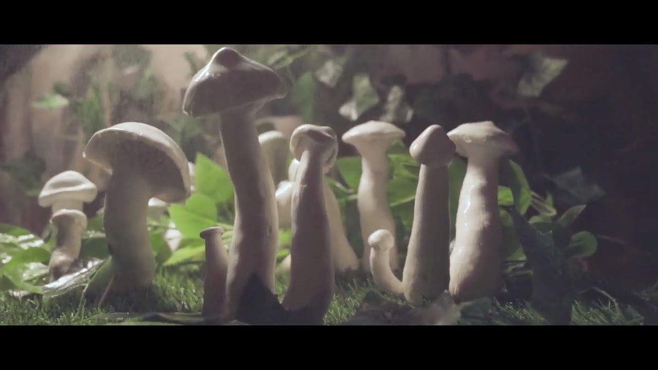 MILKY MUSHROOM PICKLE
