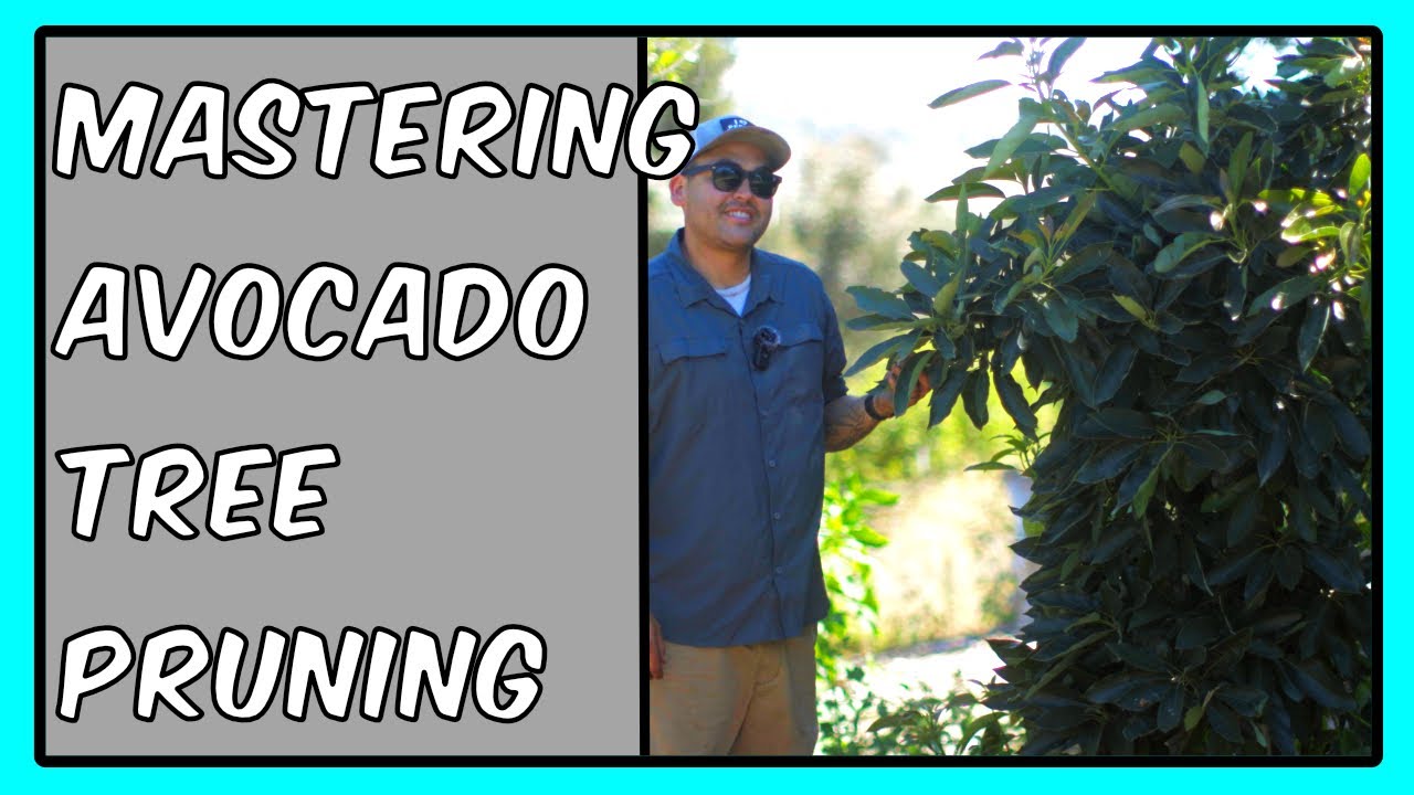 Don't let your Avocado Tree do this! Avocado Pruning Tips