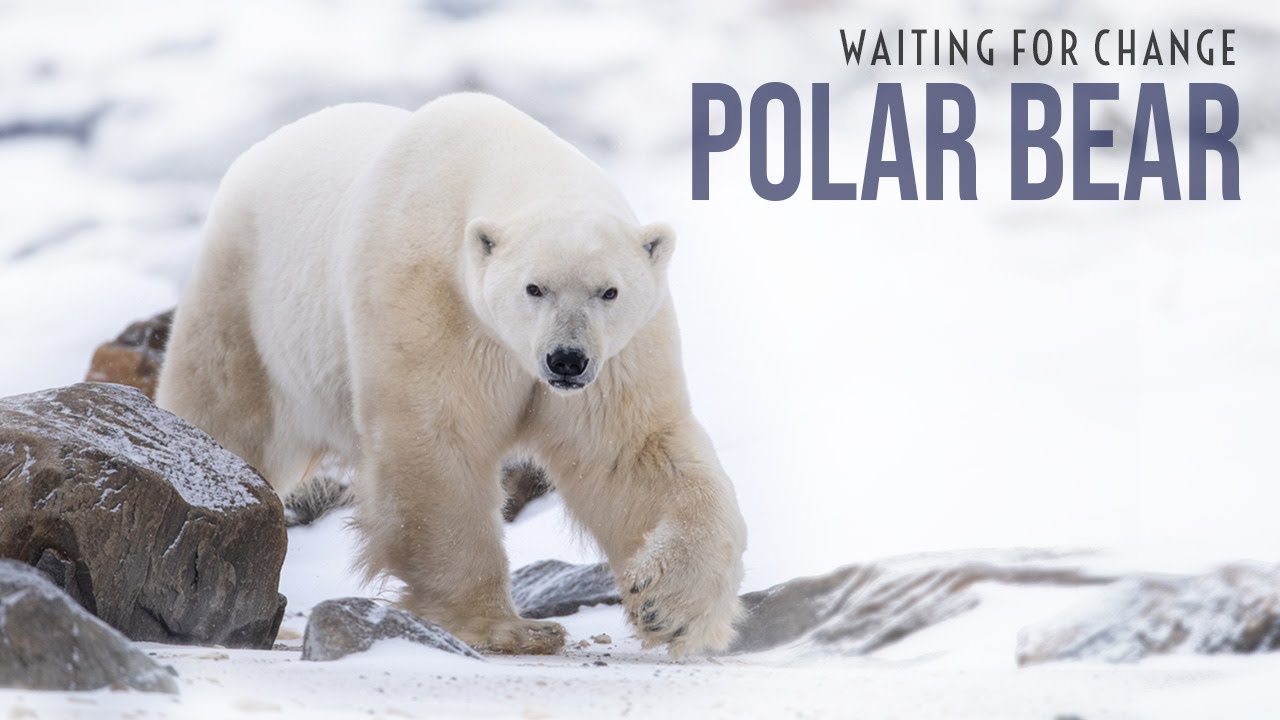 Polar Bear 360 - Trailer