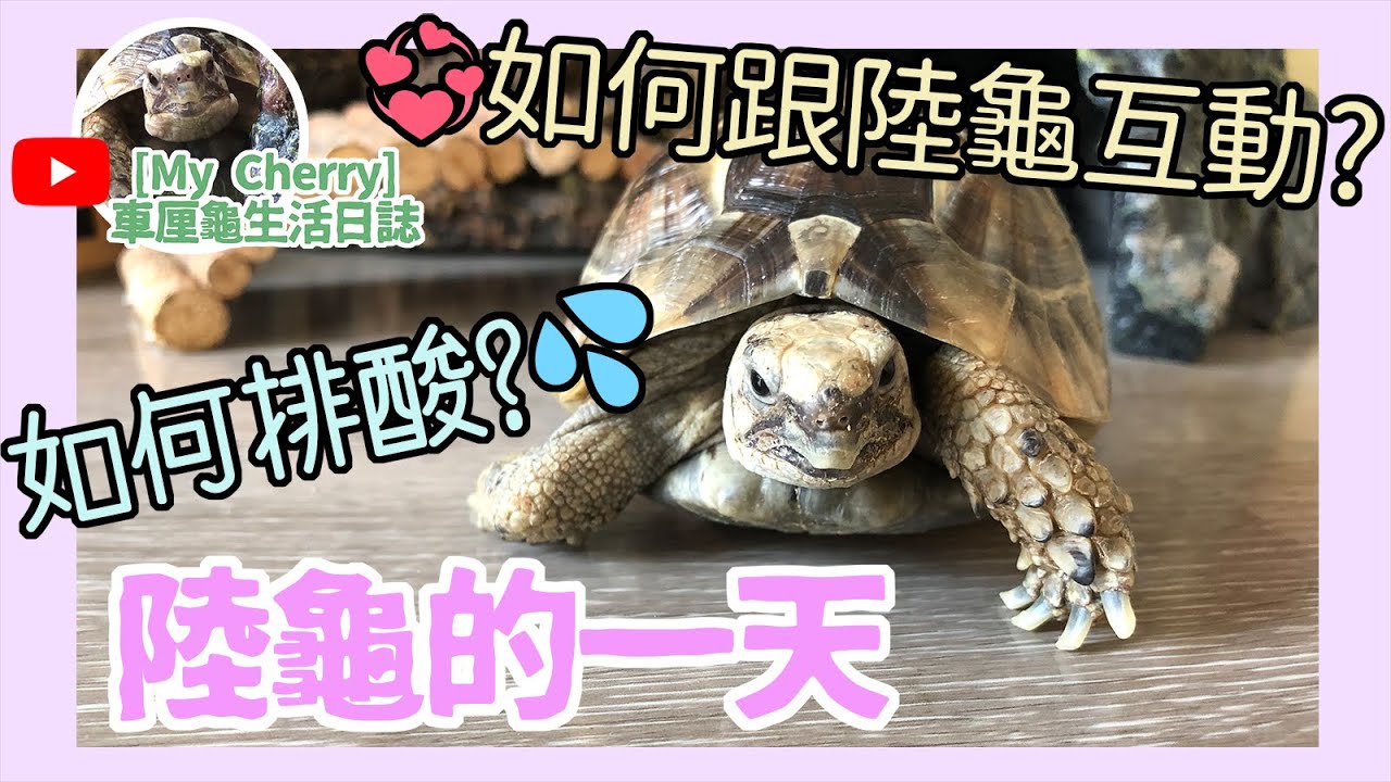 陸龜的一天 車厘龜分享陸龜如何排酸! Greek Tortoise's routine (with English subtitles) How is excretion of uric acid?