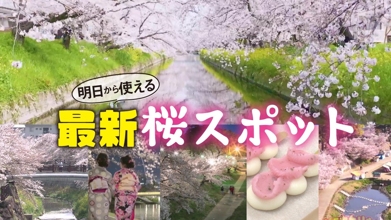 【桜情報】知らなきゃ損！！超お得な㊙お花見スポット2026【愛知あたりまえ】