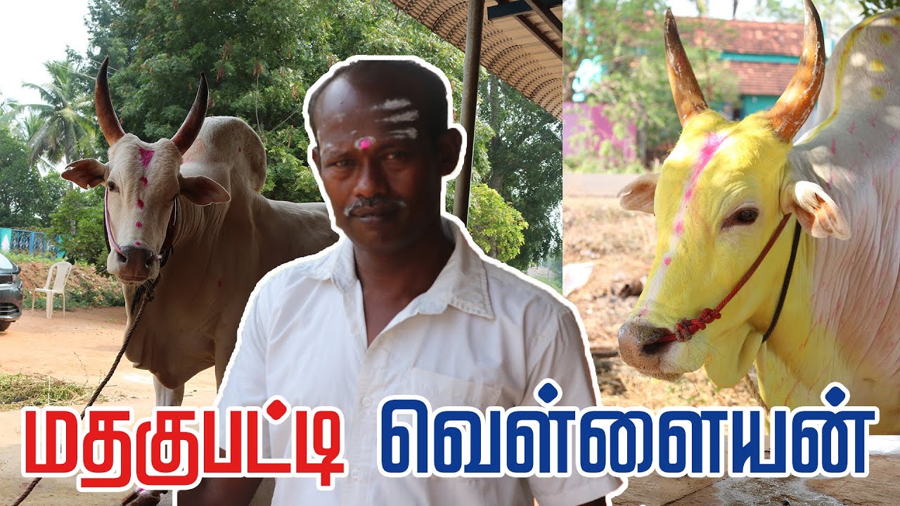 மதகுபட்டி வெள்ளையன் | Tamilarin Veera Marabu