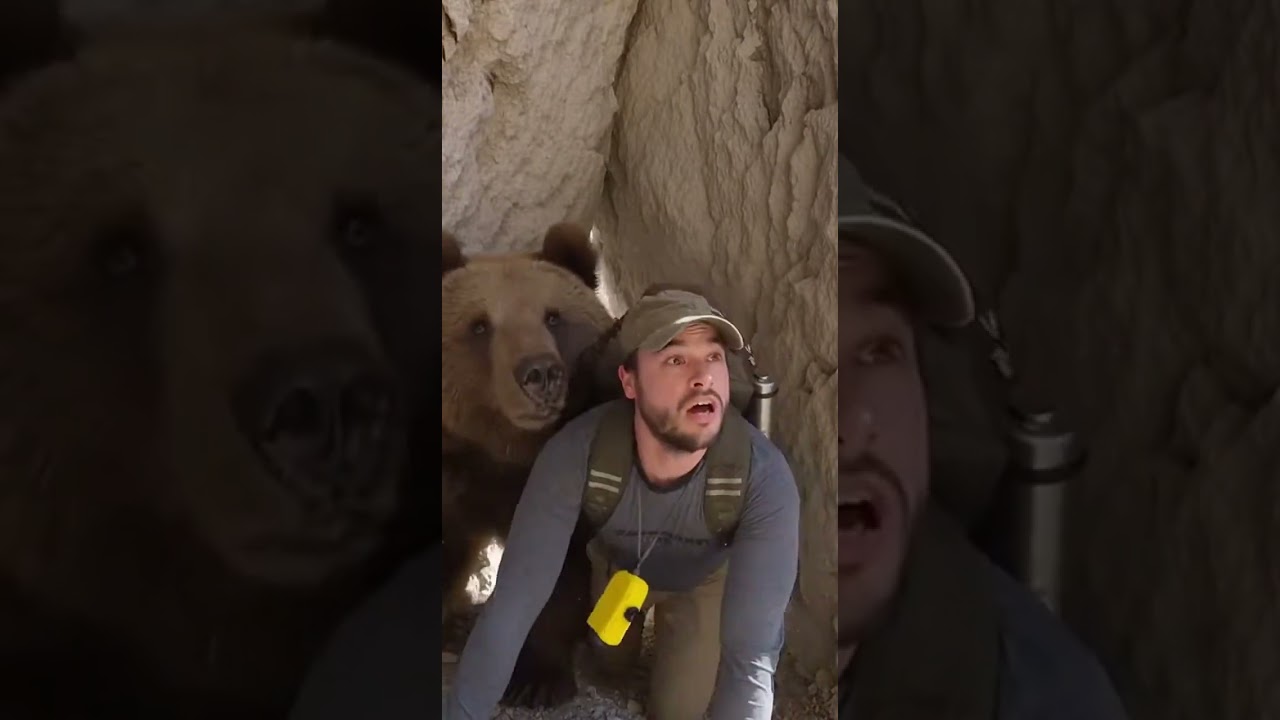 Марсиканский бурый медведь бросился на меня по ярко освещенной тропе на горном хребте #бурыймедведь