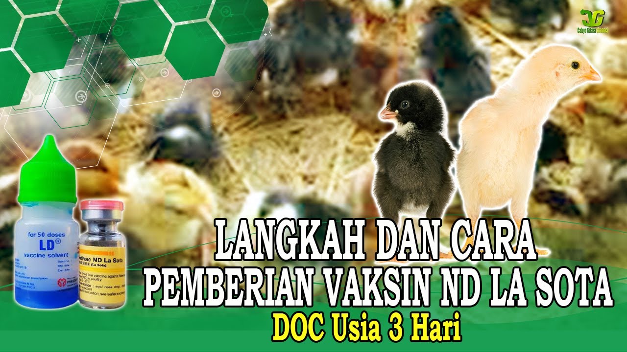 Pentingnya vaksin!! cara Pemberiannya Vaksin Tetes Mata DOC usia 3 hari Medivac Nd La Sota