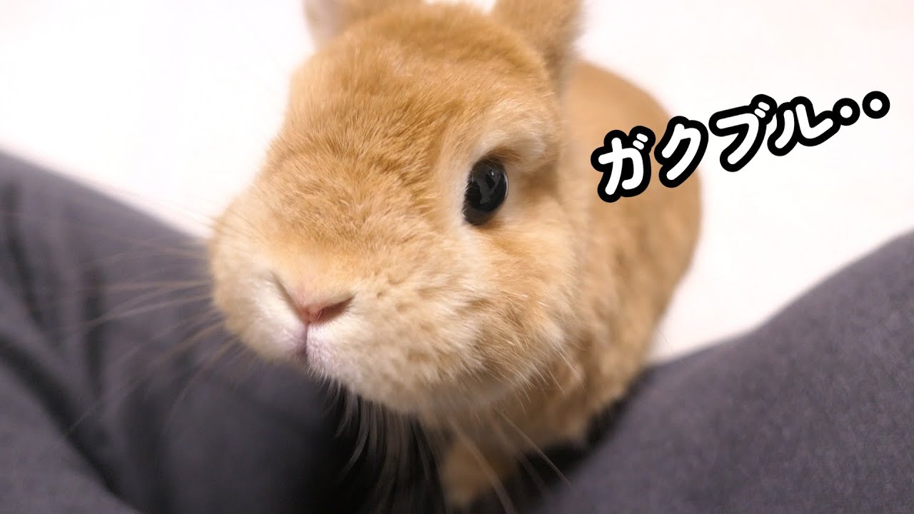 花火の爆音に震え上がって恐怖が止まらないうさぎ