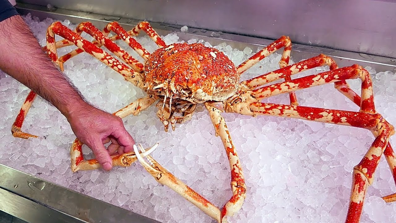 Top 10 Animales Reales Que No Sab&iacute;as Que Existen