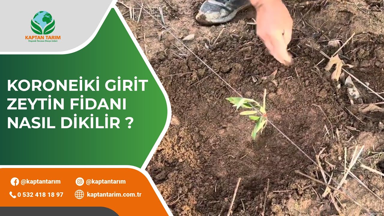 Koroneiki Girit Zeytini Nasıl Dikilir ?