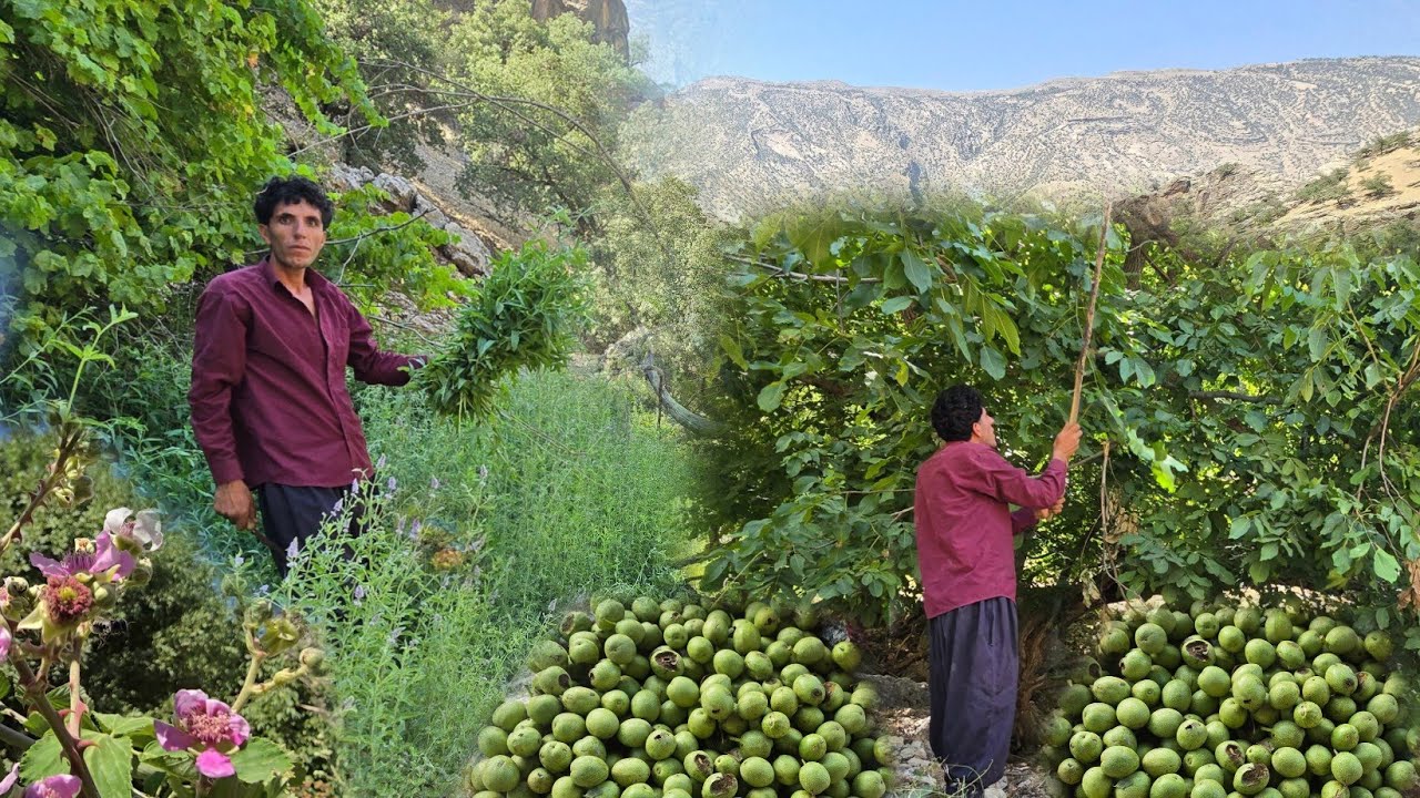 🥇 🔥 Harvesting Organic Figs, Wild Walnuts & Wild Mountain Mint in the Pristine Nature of the Zagros
