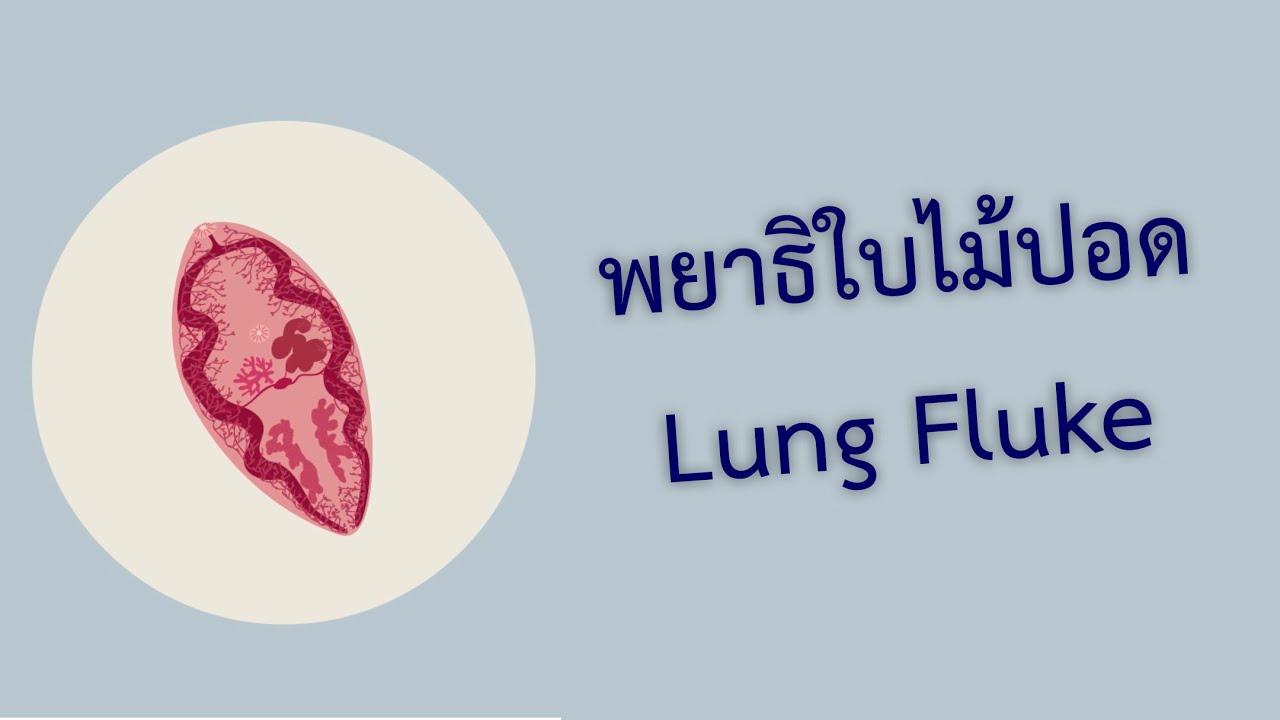 พยาธิใบไม้ปอด [Lung Fluke] | Paragonimus spp. | Parasitology, MD, KKU