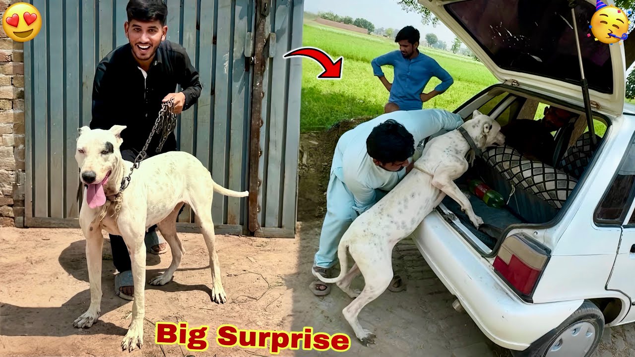 Finally Finally Badshah Ki Female Bully Dog Aa Gai🥳 Surprise