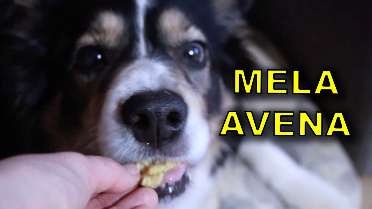Premietti per CANI