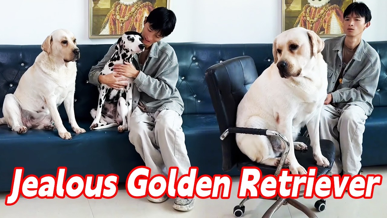 The jealous seventh princess's actions are so funny!#pets #cutedog