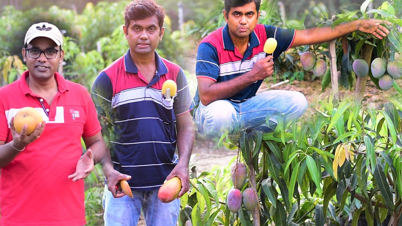 ये रंगीन आम की किस्मे देख के आप की होस उड़जाएगा Earn good profit by colorful mango |Amrakunja Nursery