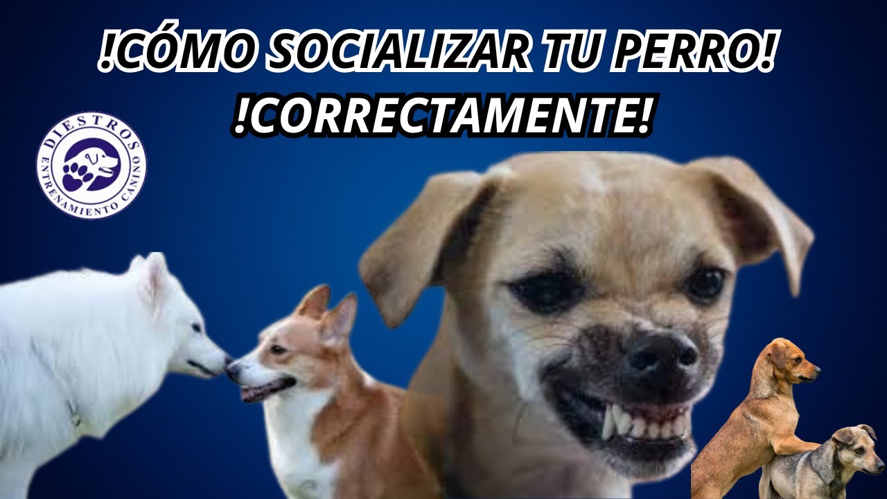 Como socializar tu perro correctamente