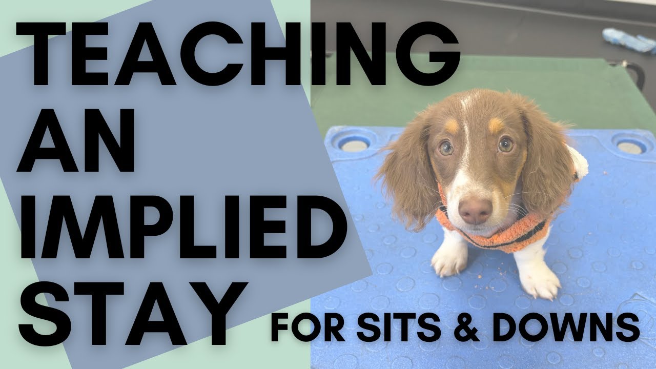 Teaching Your Dog an "Implied" Stay for Sit & Down