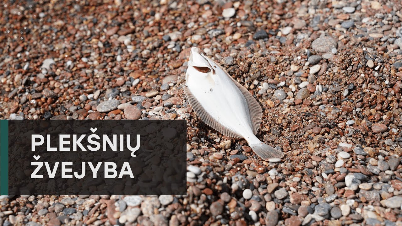 Plekšnių žvejyba jūroje nuo kranto