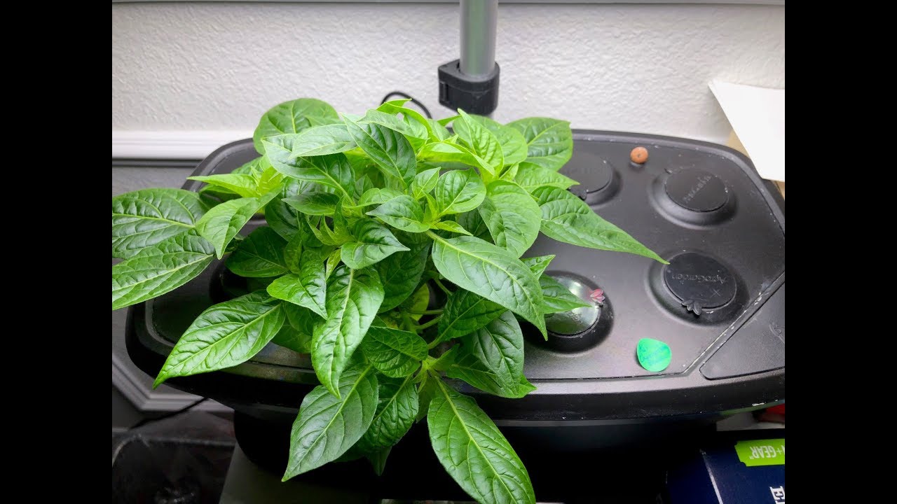 FIMing and Pruning Peppers Indoors
