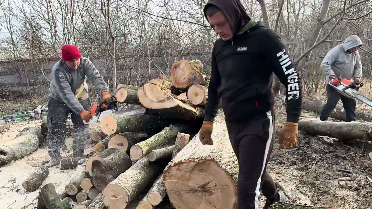 The Hypnotic Side of STIHL Power