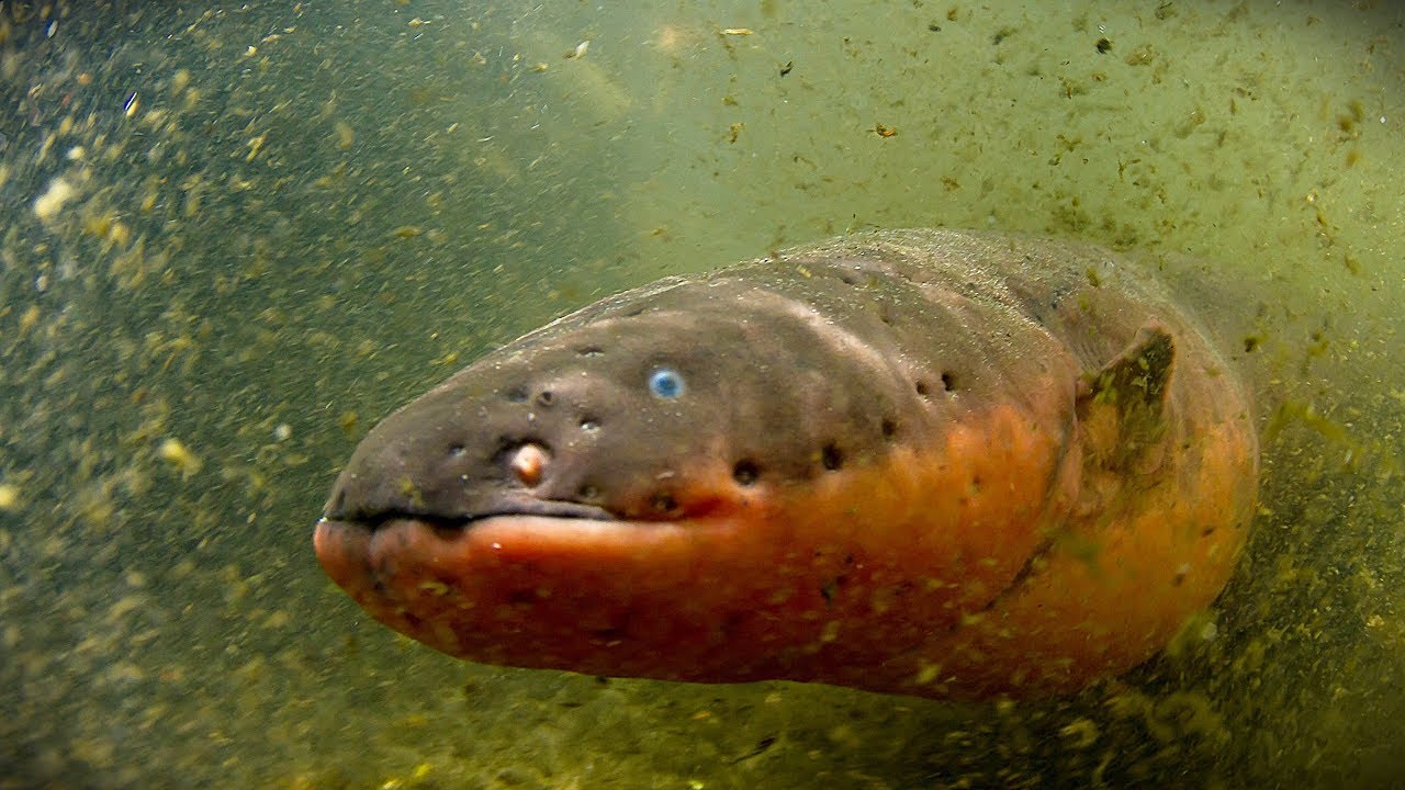 CURIOSIDADES SOBRE O PEIXE EL&Eacute;TRICO
