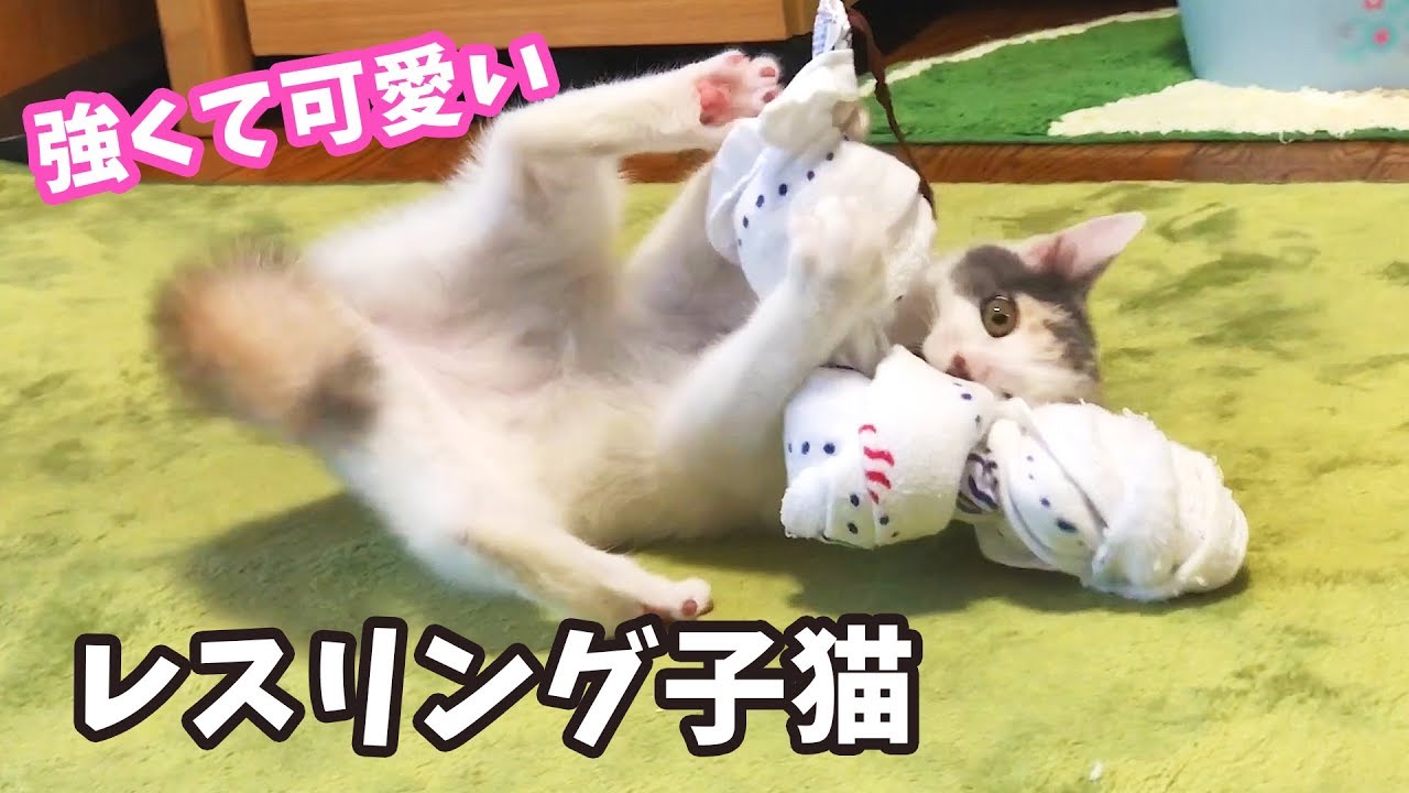タオル相手にプロレスごっこをする子猫