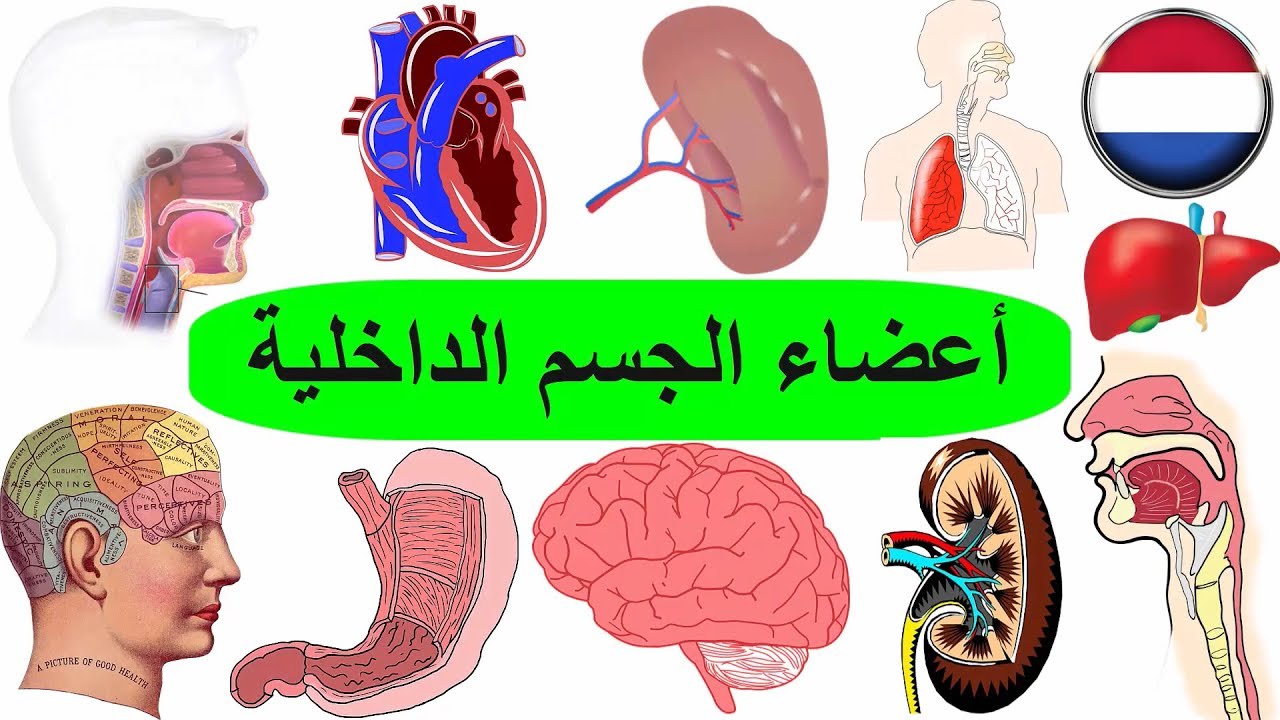 الاعضاء الداخلية في جسم الانسان بالهولندي | تعلم اللغة الهولندية للاطفال