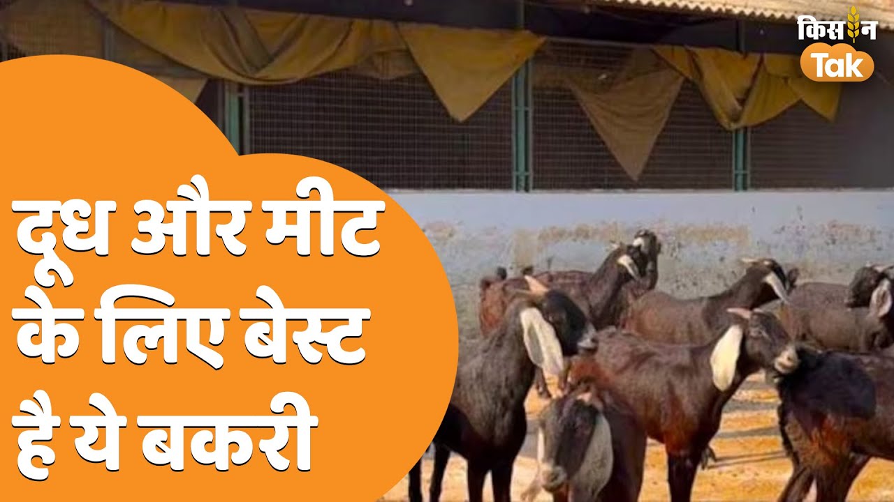 Jakhrana Goat: दूध-मीट और बच्चों के लिए हमेशा डिमांड में रहती है बकरी की ये नस्ल | Kisan Tak