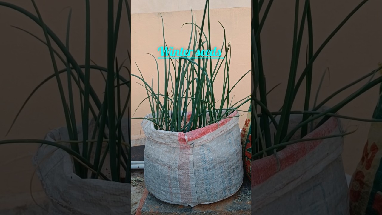 winter seeds #winter  #seeds #wintergarden   #shorts