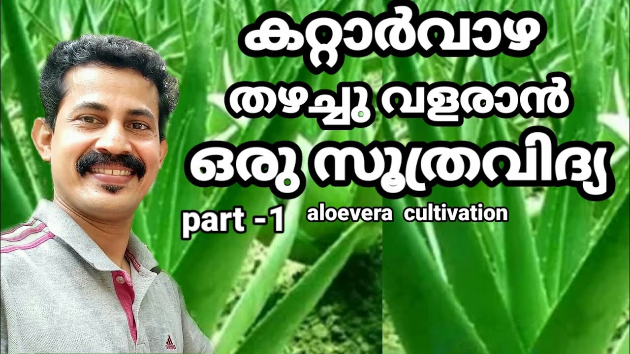 How to AloeVera grow in pot Malayalam/കറ്റാർവാഴ ചട്ടിയിൽ നട്ട് തഴച്ചുവളരാൻ ചില സൂത്രവിദ്യകൾ kattar