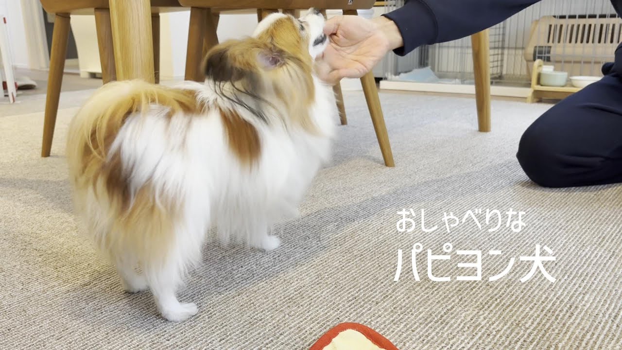 なにかと不満を訴えてくるおしゃべりなパピヨン犬 #147