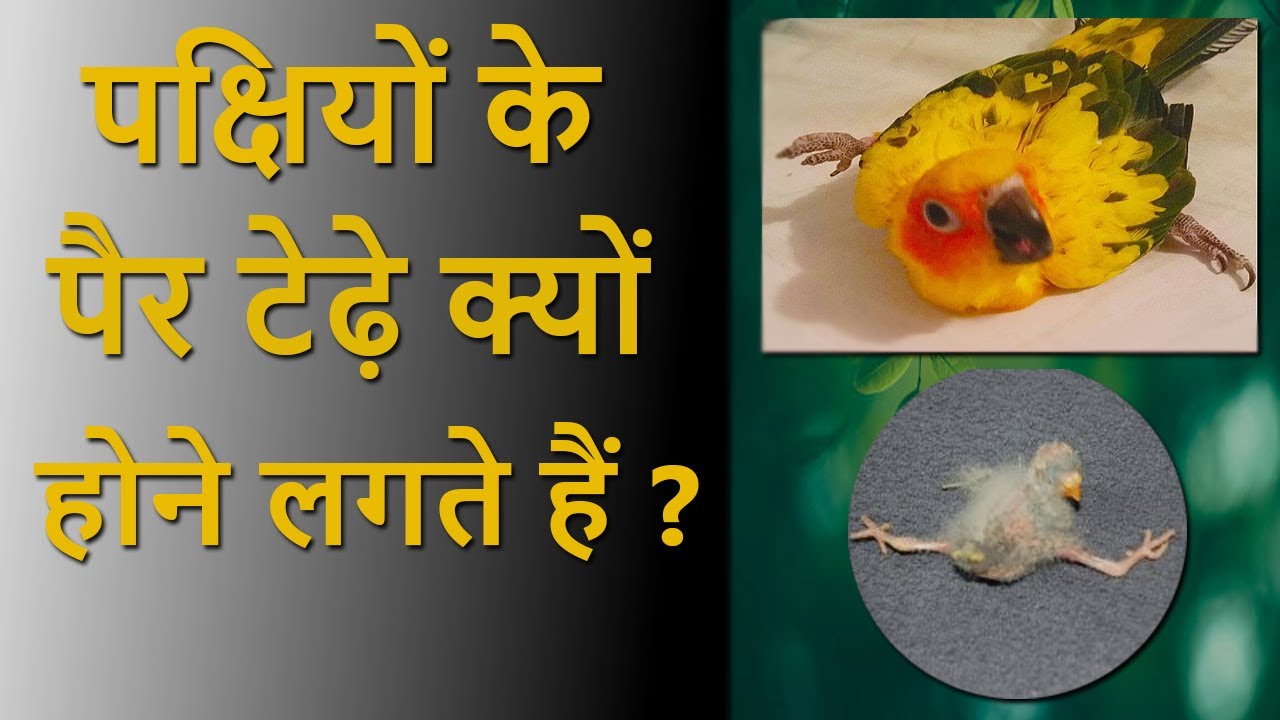 कबूतर और तोते के पैर टेढ़े क्यों होने लगते हैं || Leg Deformity In Birds || Dr Nagender Yadav