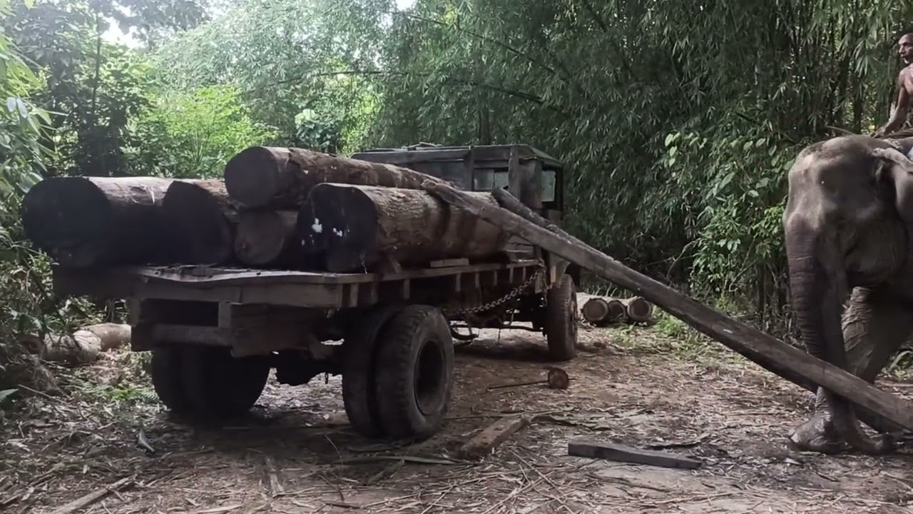 ELEPHANT WORKING AT JUNGLE