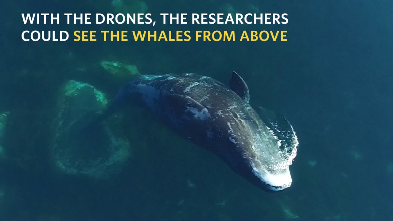 Bowhead whales like to exfoliate - 2017