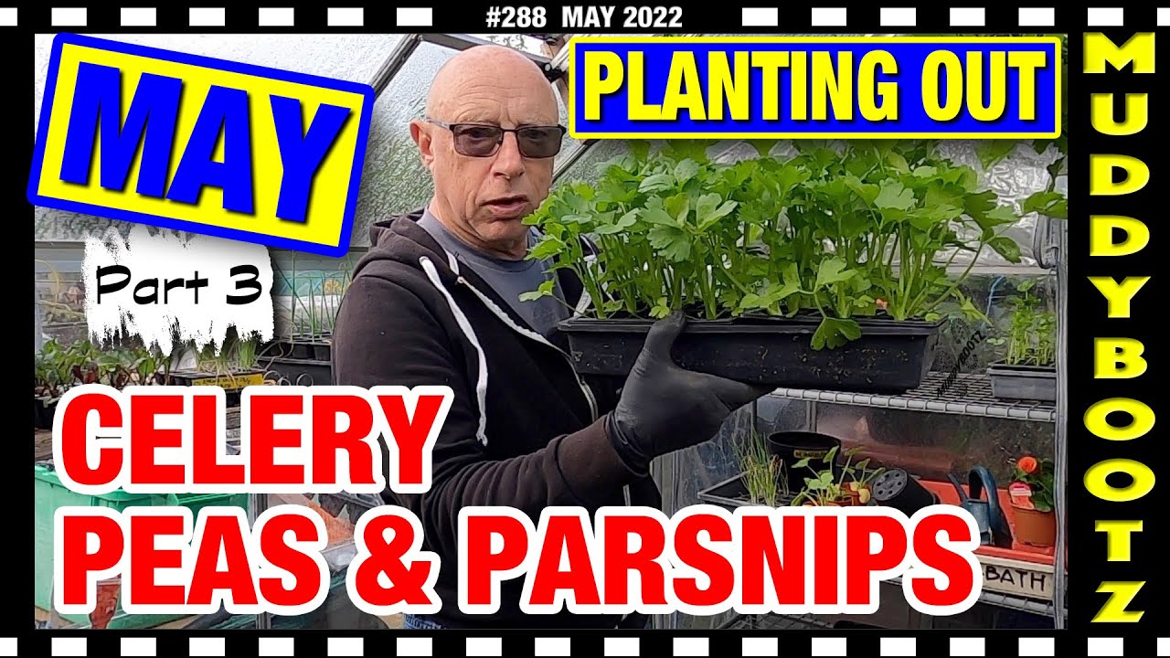 🌻288 🌻 PLANTING CELERY 🌻SOWING PARSNIPS 🌻