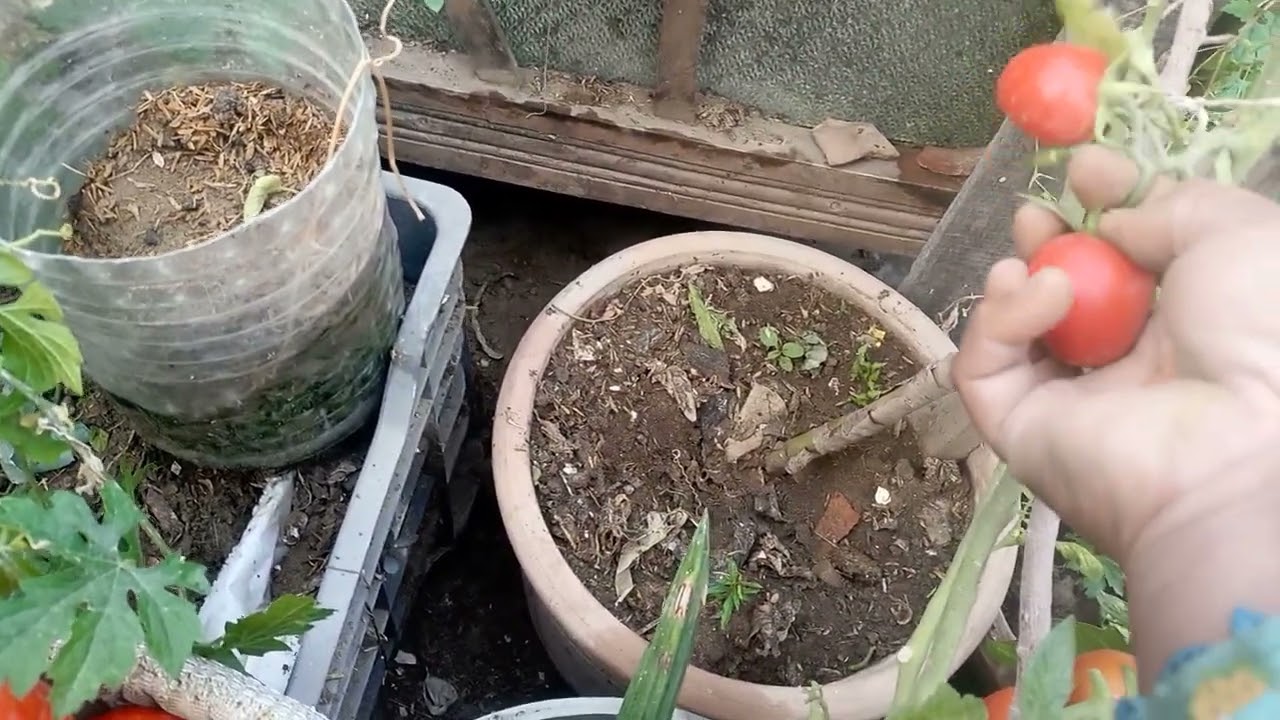 @14ramzan bumper harvesting temato aor sabzyan buht sari 🍅🌶️🍆🧅🥬🍅🍀🌽